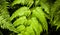 Green fern natural banner