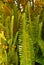 Green fern, Nephrolepis cordifolia on natural background, close-up view