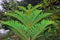 Green fern and other plants and leaves vegetation on the walls of a rain forest