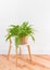 Green fern plant in a basket on a stylish chair