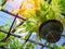 Green fern plant in black pot hanging in greenhouse