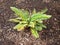 Green fern plant in brown mulch or bark dust