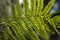 Green fern. Plant details. Leaves with spores