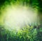 Green Fern plant in tropical jungle or rain forest with sun light, outdoor