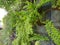 Green fern plants are growing well in wall planter