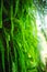 Green fern plants hanging from the trunk of a palm tree