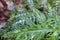 Green, Fern, Polypodiopsida, Leaf, sorus, sporangiumn, in the forest, vascular, plant, Closeup
