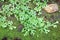 Green fern selaginella involvens on the ground