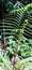 Green fern, slender, pointed leaves with rounded tops. grows in the rainforest.Take wide-angle shots.