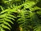 Green fern stem with megaphylls leaves on sunny summer day, lush flora in nature, abstraction and patterns