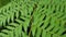 Green fern stem, rainforest plant trees.