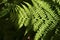 Green fern in a summer Seattle garden