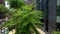 Green fern tree near office building ,exterior. Glass windows on concrete facade with green tree and city traffic