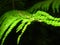 Green fern, which in a special way adorns the forest.