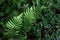 Green Fern Wild Leaves in a Tropical forest Natural Background