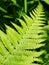 Green ferns