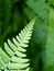 Green ferns