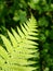 Green ferns