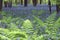 Green ferns and bluebells in the springtime woodland