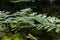 Green ferns in dense forest with blurred background