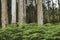 Green ferns in eucalyp trees woodland