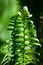 Green ferns on a forest  background