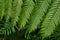 Green ferns in the forest tropical plant natural foliage leaves for background