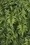 Green Ferns in a Garden Bed Vertical