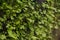 Green ferns growing on rock