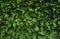 Green ferns growing on rock