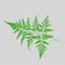 Green ferns leaf texture