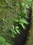 Green ferns on old wall