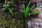 Green ferns on the walls.