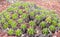 Green Ferocactus robustus plant in close-up at a tropical botanic garden.