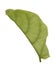 Green ficus lyrate leaf isolated