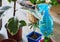 Green ficus tree with big bright leaves in the pot after repotting next to other plants on the table. Green home flowers