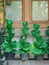 Green Fiddle fig in the black pots. Green tree outsid of the building