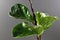 Green fiddle leaf fig `Ficus Lyrata` plant with big healthy leaves