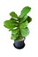 Green Fiddle Leaf Fig tree in black plastic pot, isolated on white background with clipping path.