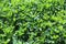 Green field of alfalfa Medicago sativa.