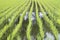 Green field, Asia paddy field