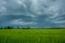 Green field of barley, trees on the horizon and rainy stormy clouds on the sky