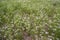 Green field of blooming coriander with small white flowers