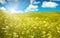 Green field with blooming flowers and blue sky