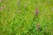 Green field with blooming pink fireweed flowers