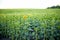 Green field of blooming sunflowers. Sunset time