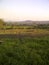 Green field, blue sky