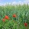 Green field and blue sky. Against the background of wheat ears scarlet poppies