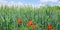 Green field and blue sky. Against the background of wheat ears scarlet poppies. Wide photo