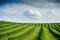 green field and blue sky. Awesome landscape